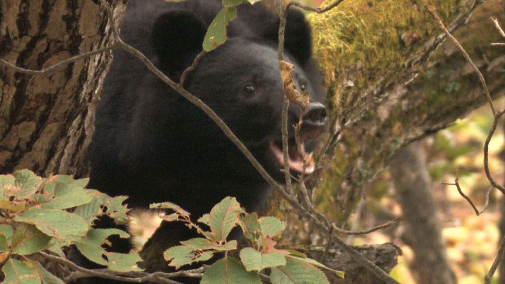 Moon Bear Chronicle: Unraveling the Mysteries  GREEN IMAGE FILM FESTIVAL